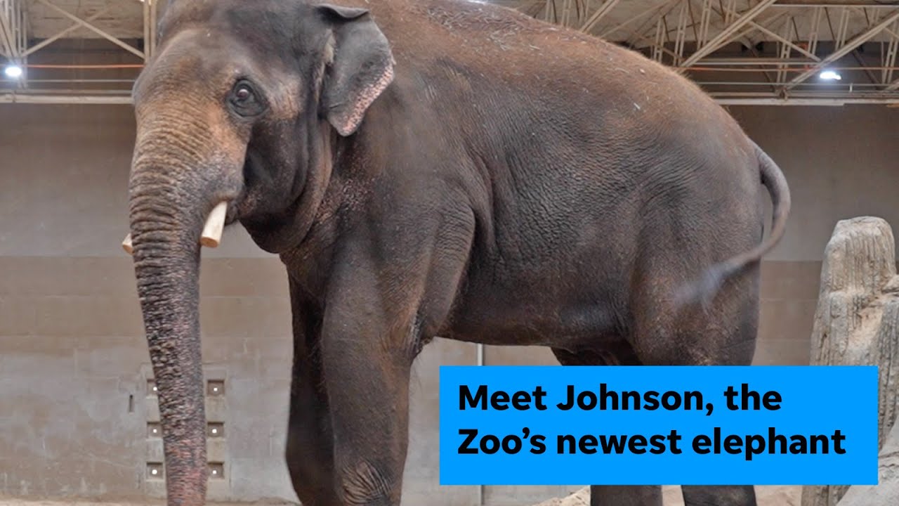 Meet the Columbus Zoo's newest elephant: Johnson