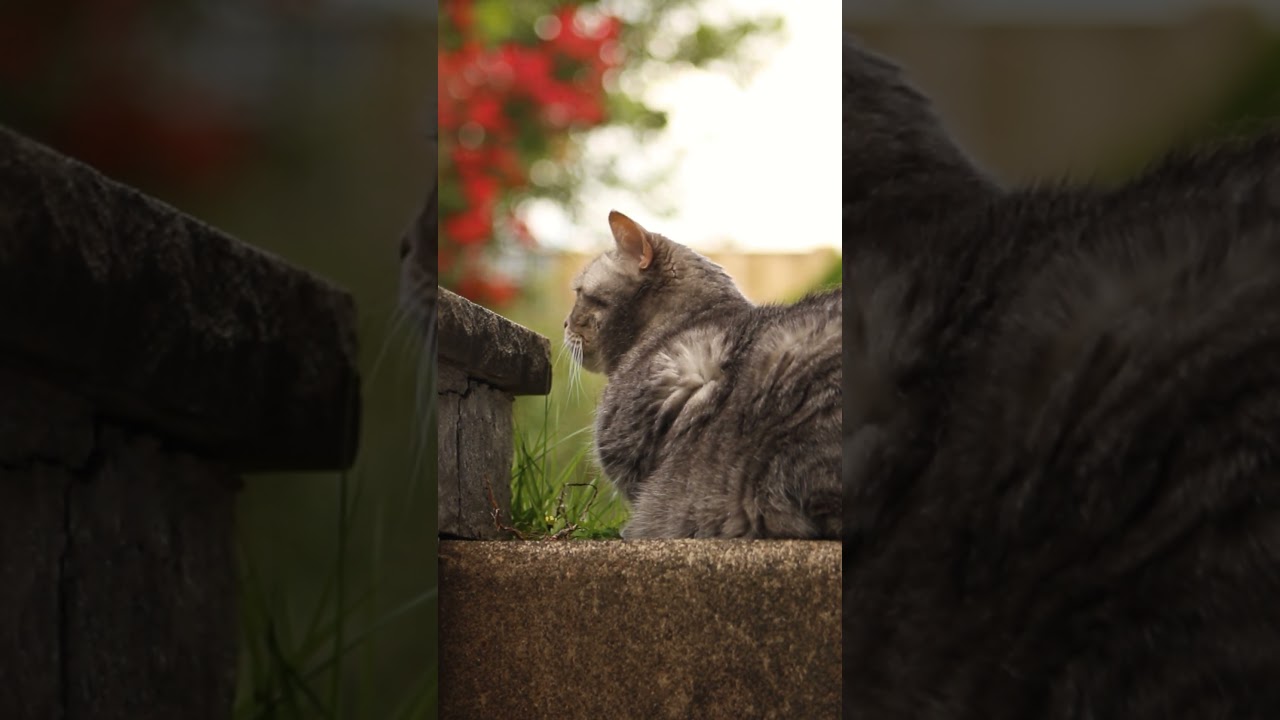Cute Animals 