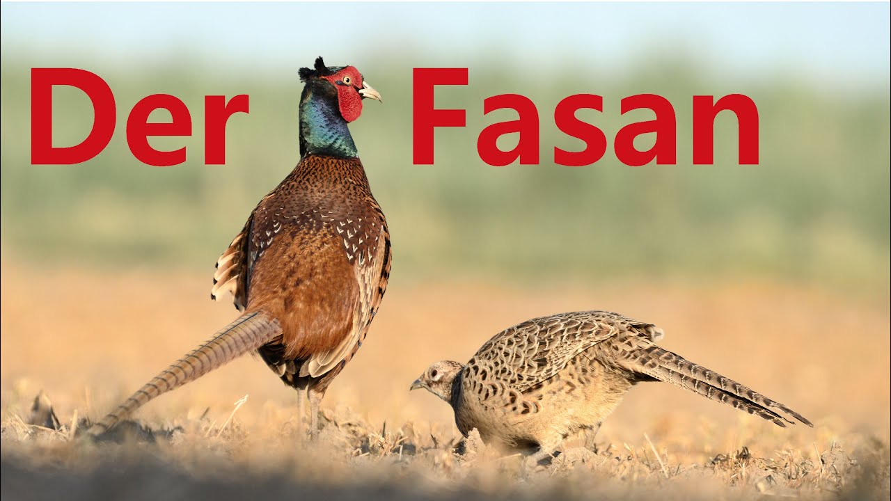 DER FASAN - Wildlife photographer
