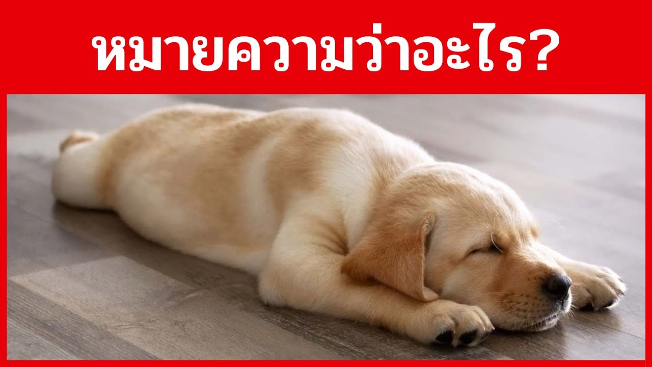 9 ท่านอนของหมาบอกความรู้สึกที่ทาสหมาต้องรู้!