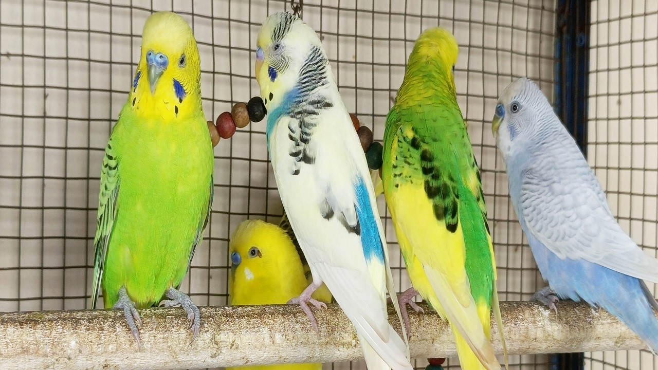12 Hours of Non-Stop Cheerful Budgies! Enjoy the cutest moments of these playful parrots all day