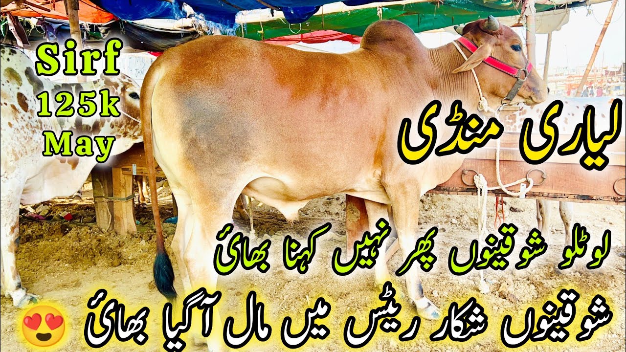 Liyari Mandi Karachi Cattle Rate Update | 10 May 2025 | Cow Mandi Karachi