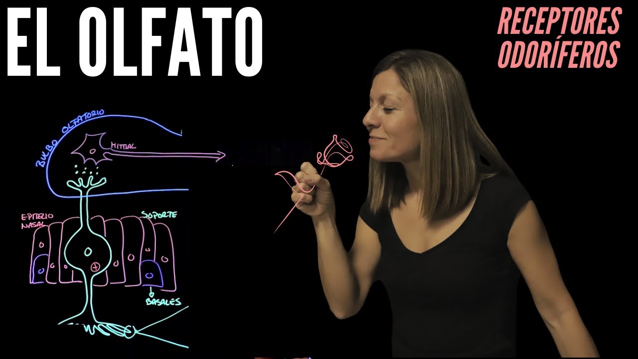 Fisiolog&iacute;a del olfato: receptores sensitivos y mecanismo de transducci&oacute;n