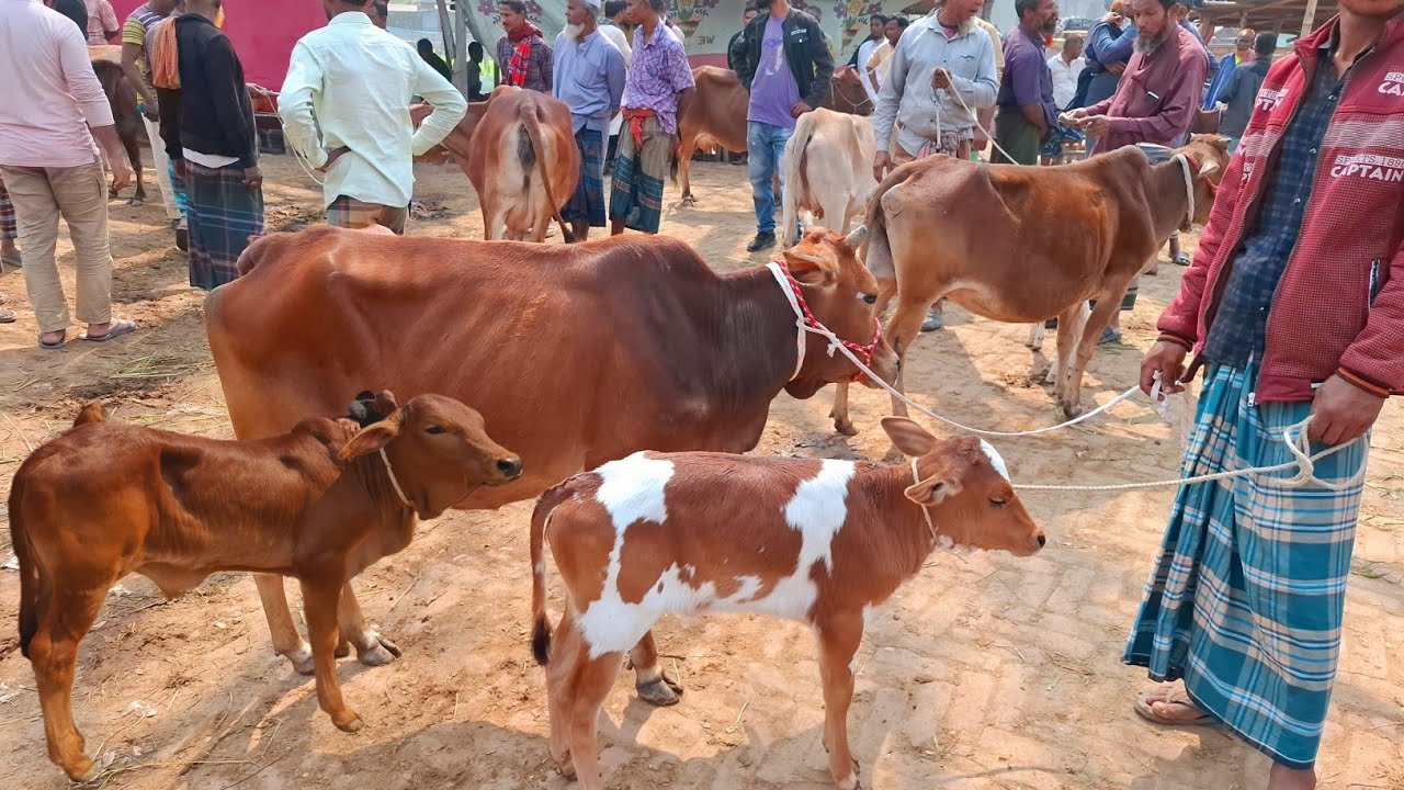 আজ ২০/২/২৬ | মাত্র ৬০ হাজার থেকে কমদামের মধ্যে বাছুরসহ গাভী গরুর দাম জানুন | আমবাড়ী হাট 