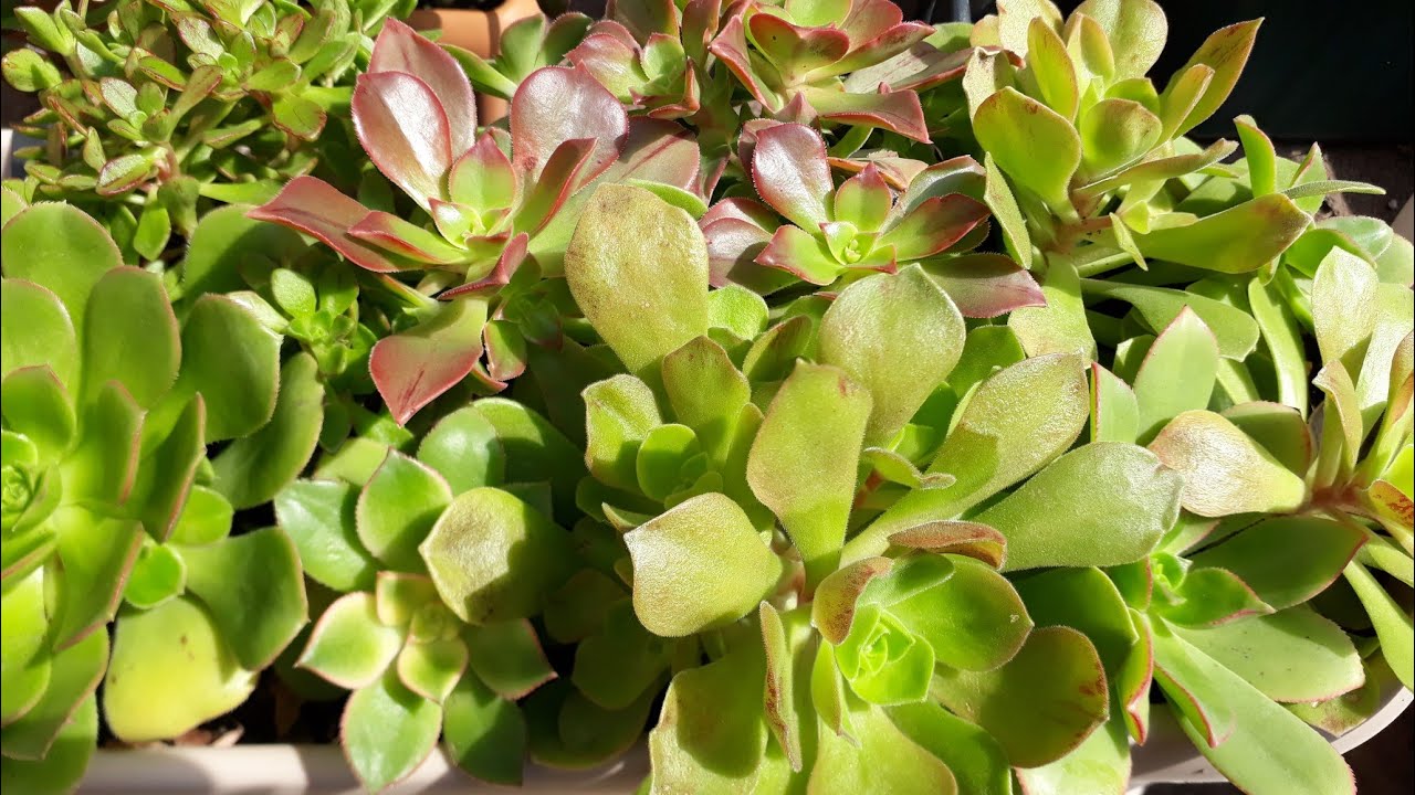 Aeonium Sukulent Türleri gelişim ve üretim zamanı .
