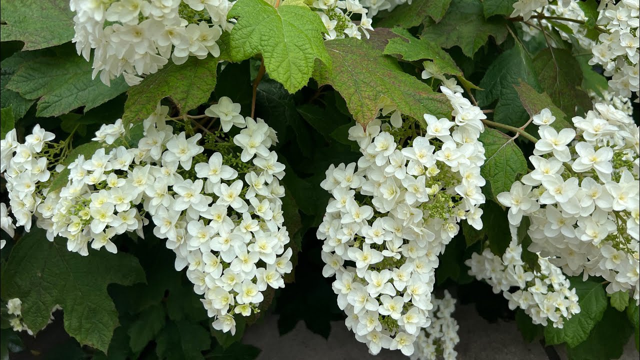 Hydrangea Tour part 1