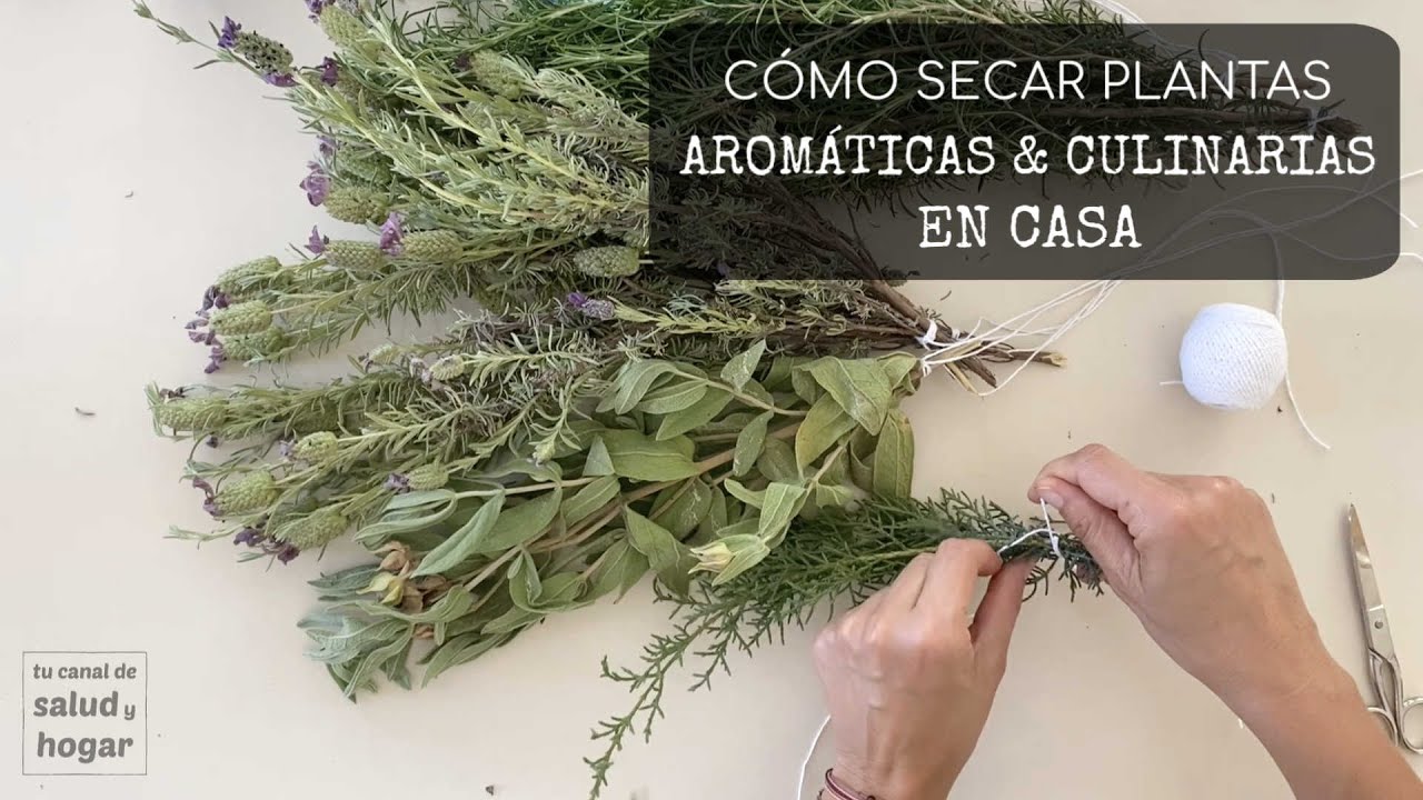 C&oacute;mo secar hierbas arom&aacute;ticas y culinarias en casa