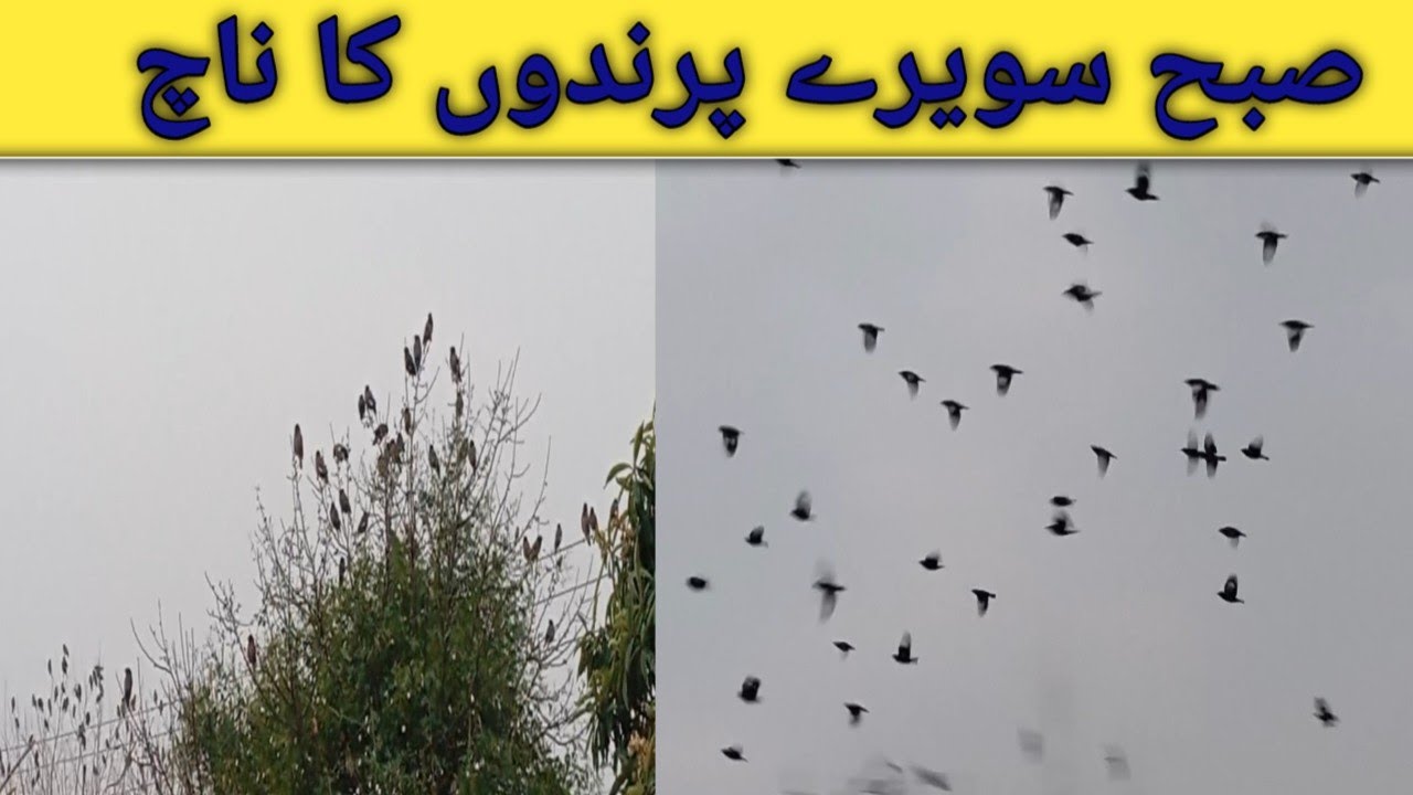 Good Morning | Beautiful Morning For Birds | It's Morning Time For Birds | 🕠🕡🏙️🏕️