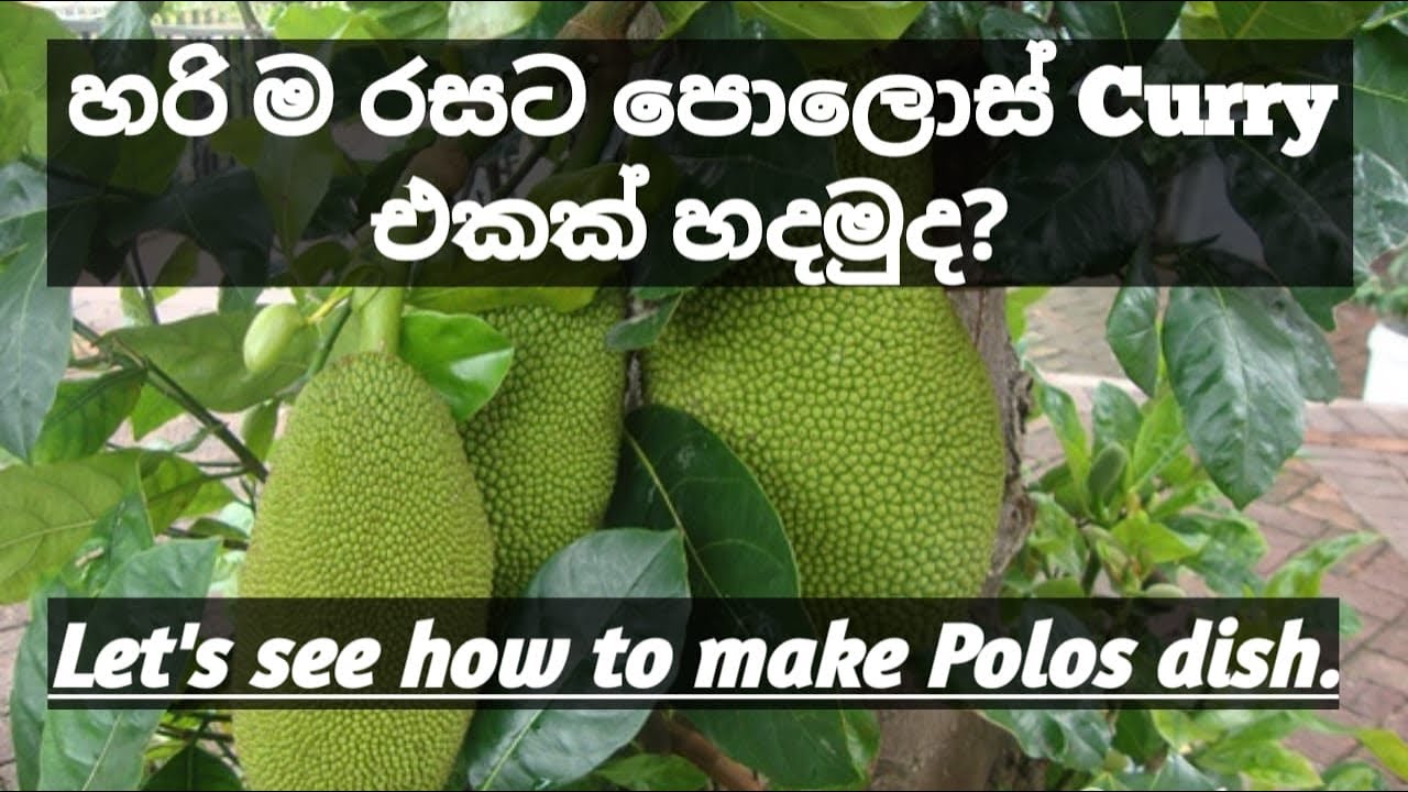 පොලොස් curry එකක් හදමුද?| Let's see how to make Polos dish.