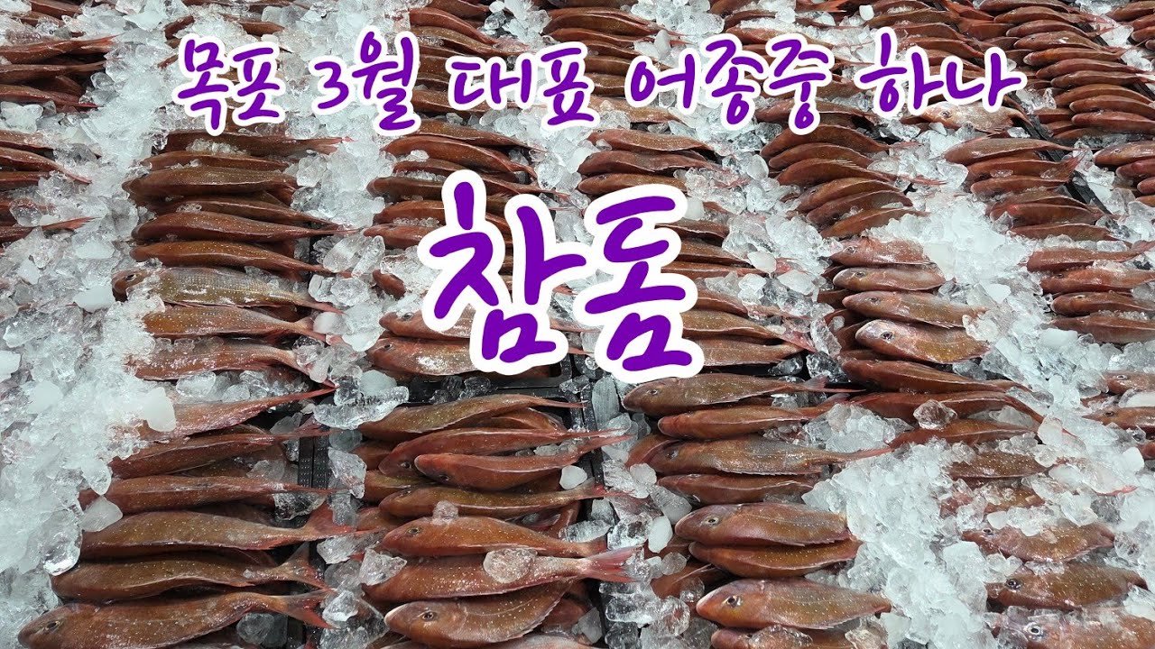 2026년 3월 5일 목포 수협 선어 위판장 ☎️010 9661 3586 #갈치 #민어 #딱돔 #조기 #병어 #갑오징어 #홍어 #우럭 #농어 #방어 #성대 #쥐치 #아귀 #참돔