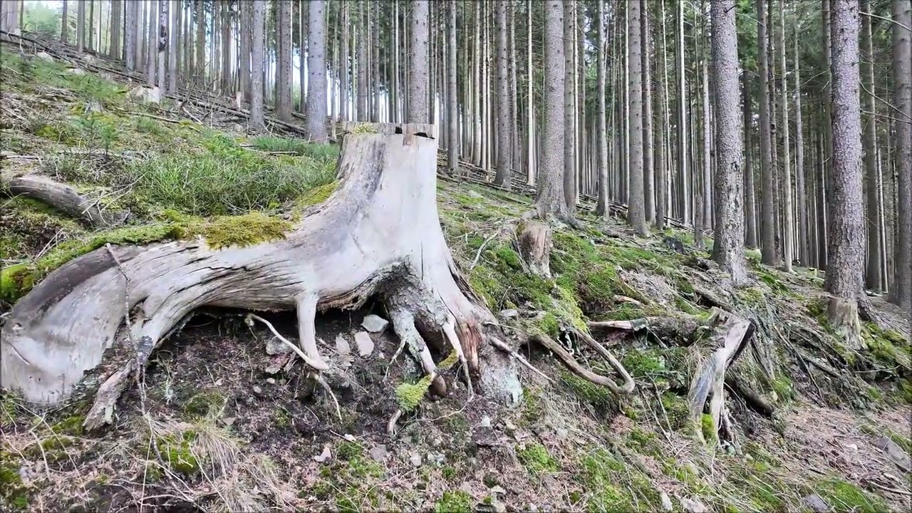 Im und über dem Thüringer Wald