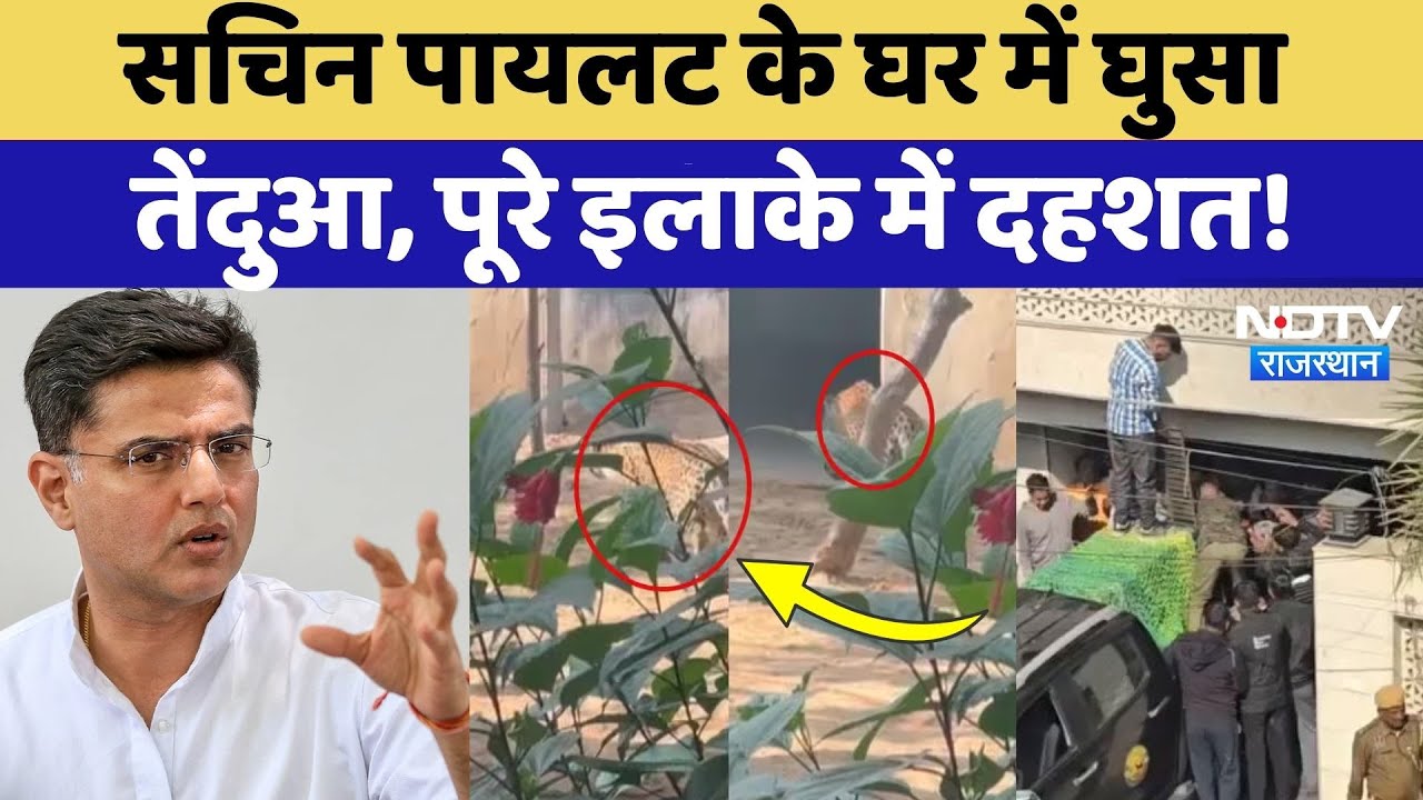 Rajasthan Panther Movement: Sachin Pilot के घर में घुसा तेंदुआ! | Rajasthan Wildlife | Jaipur News