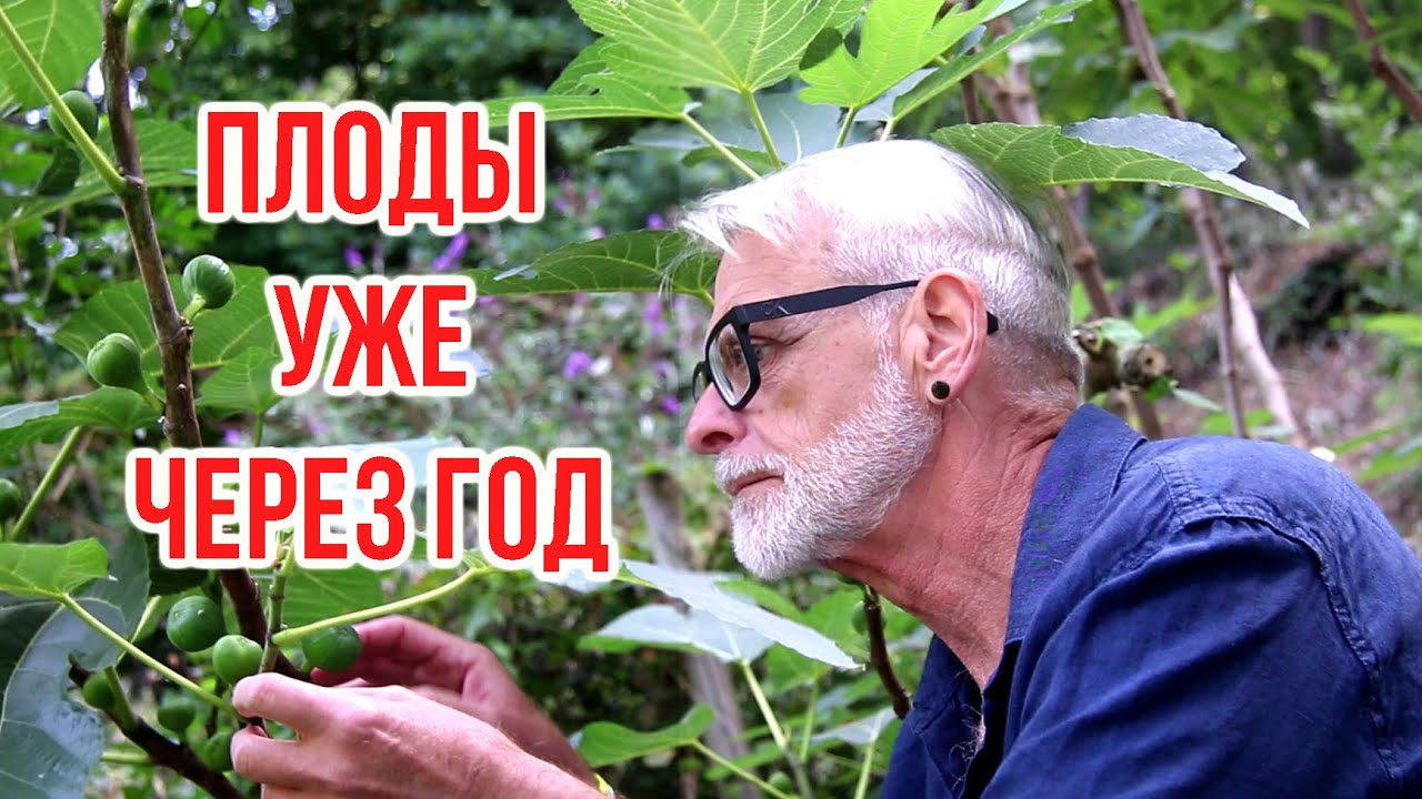 Первый урожай инжира уже через год — реально! Что нужно сделать.