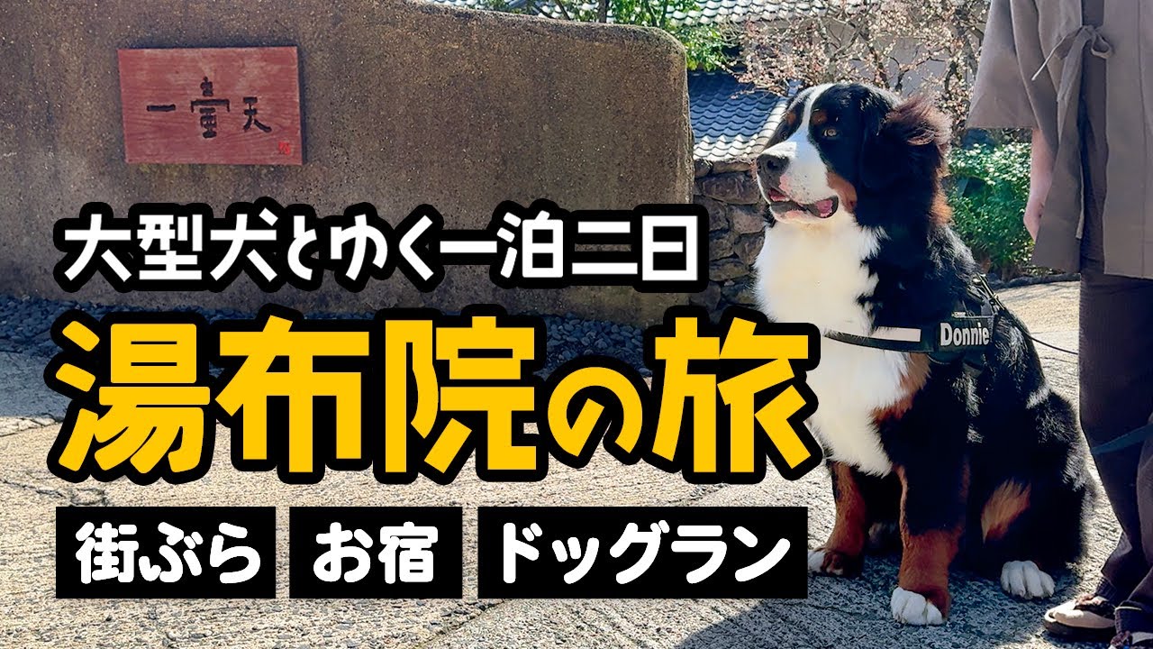 大型犬とゆく一泊二日 湯布院の旅！〜 街ぶら・お宿・ドッグラン 〜