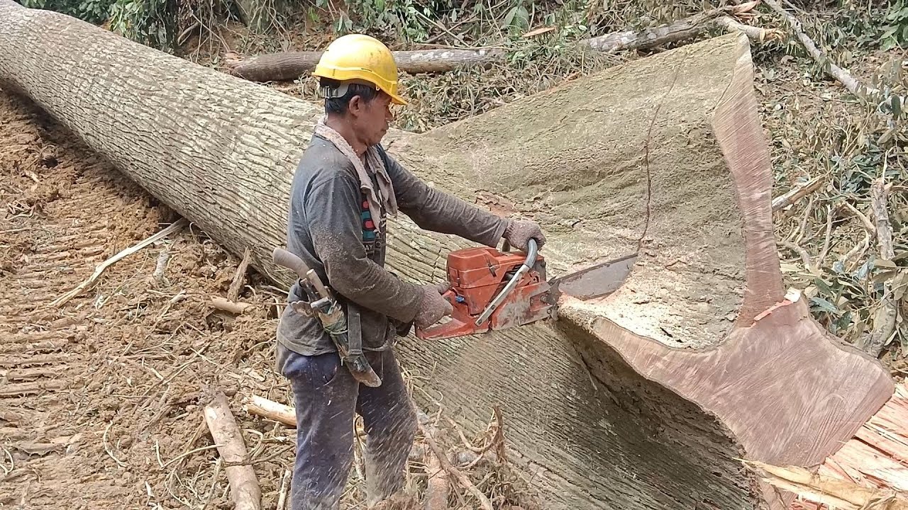 PENEBANGAN KAYU MERANTI YG SANGAT PANJANG