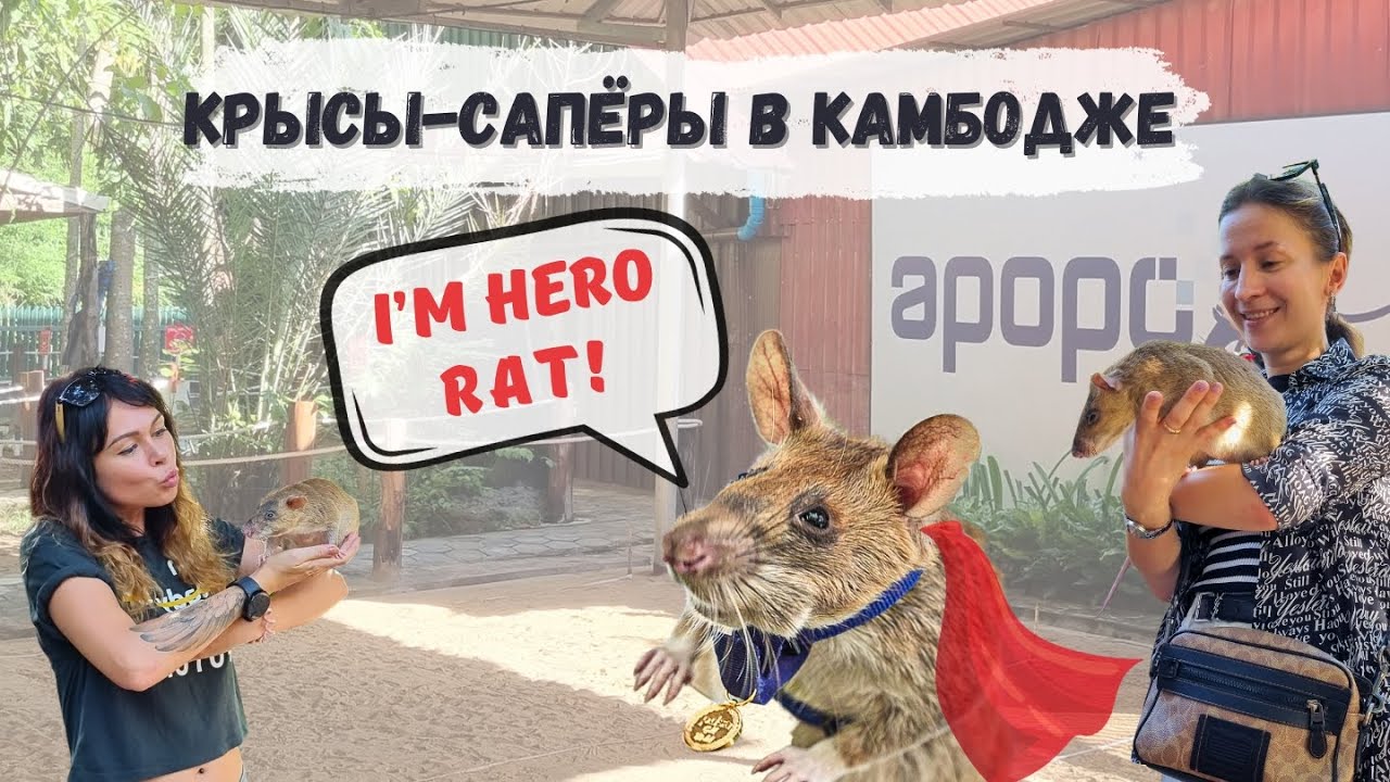 Как крысы-герои спасают жизни в Камбодже | Разминирование полей