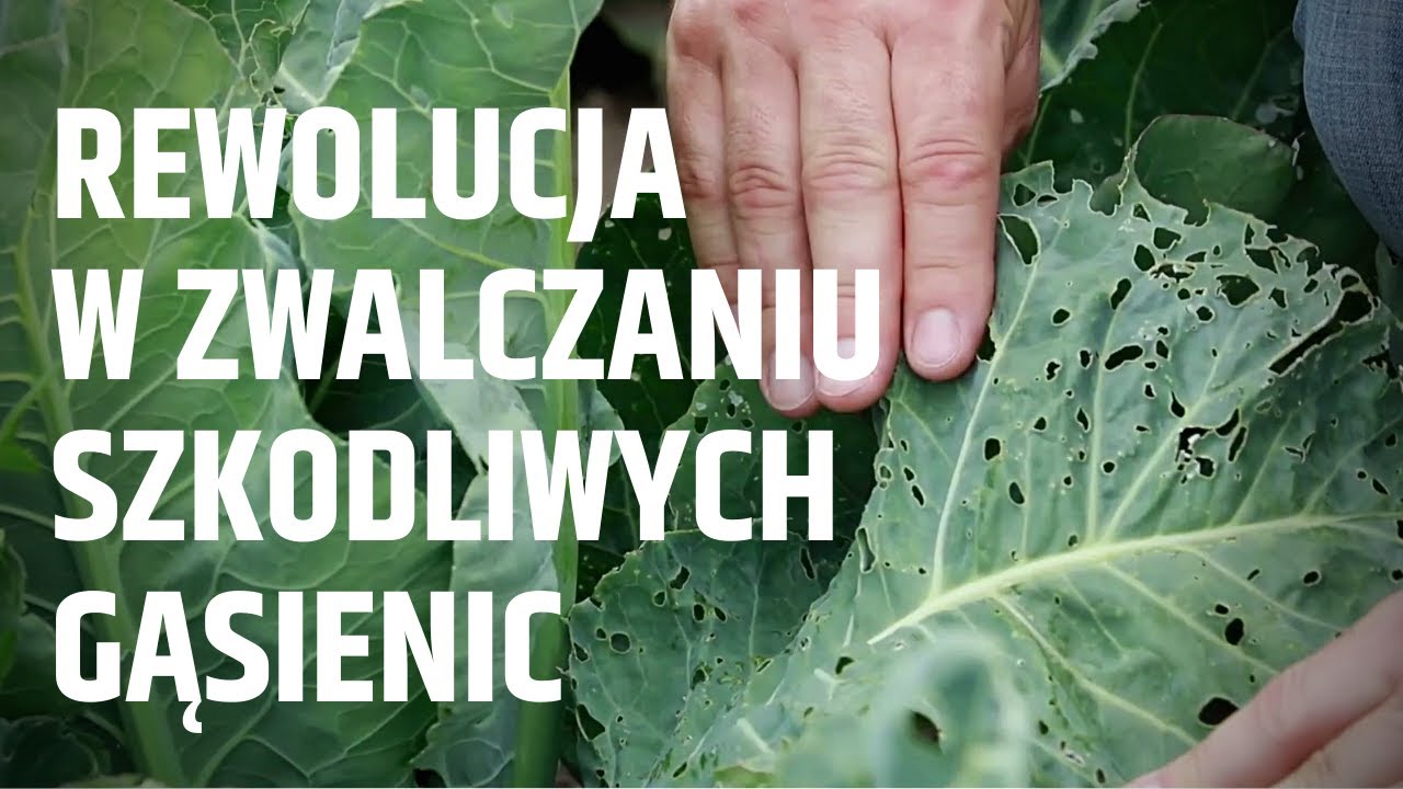 Rewolucja w zwalczaniu szkodliwych gąsienic   27 gatunków warzyw