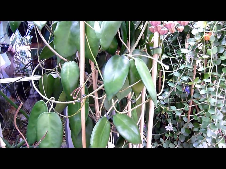 Hoya macgillivrayi Tour.wmv