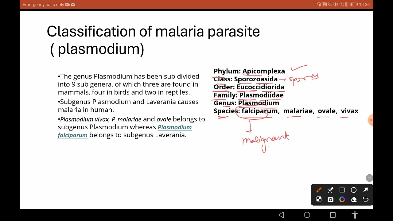 Plasmodium #malaria parasite#classification #characteristics #life cycle of plasmodium #4 genus#kvs