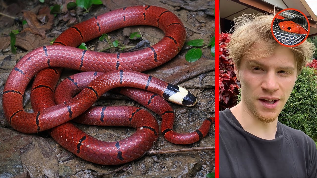 WHAT A START!! - North-West Thailand Herping Expedition (Part 1)