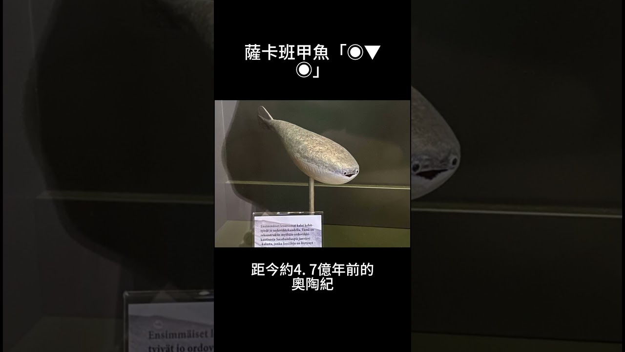 爆紅迷因魚的驚人真相！ #薩卡班甲魚「◉▼◉」 #迷因魚 #爆紅 #shorts #short
