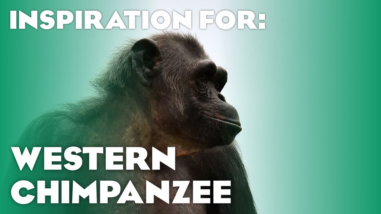 20 Real Chimpanzee Habitats! (Planet Zoo Inspiration)