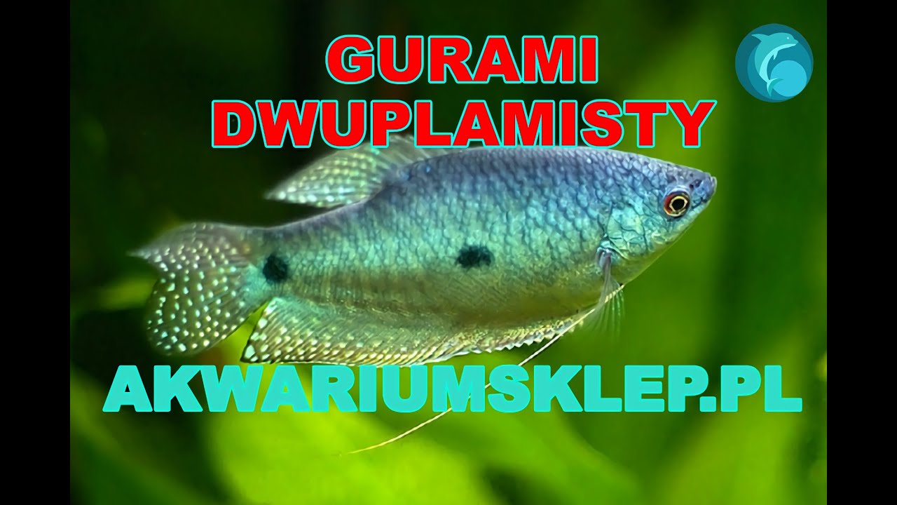 Gurami Dwuplamisty Trichogaster trichopterus Przegląd