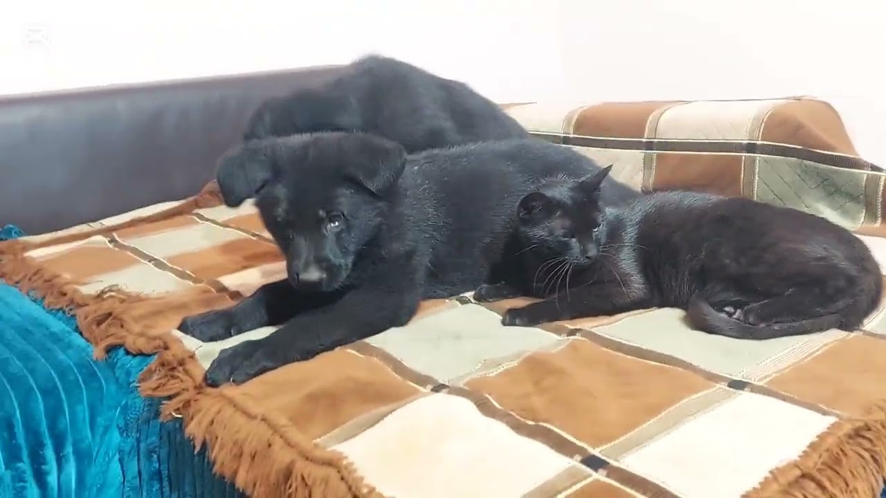 Mom Cat shows Her Kittens The German shepherd Is safe 