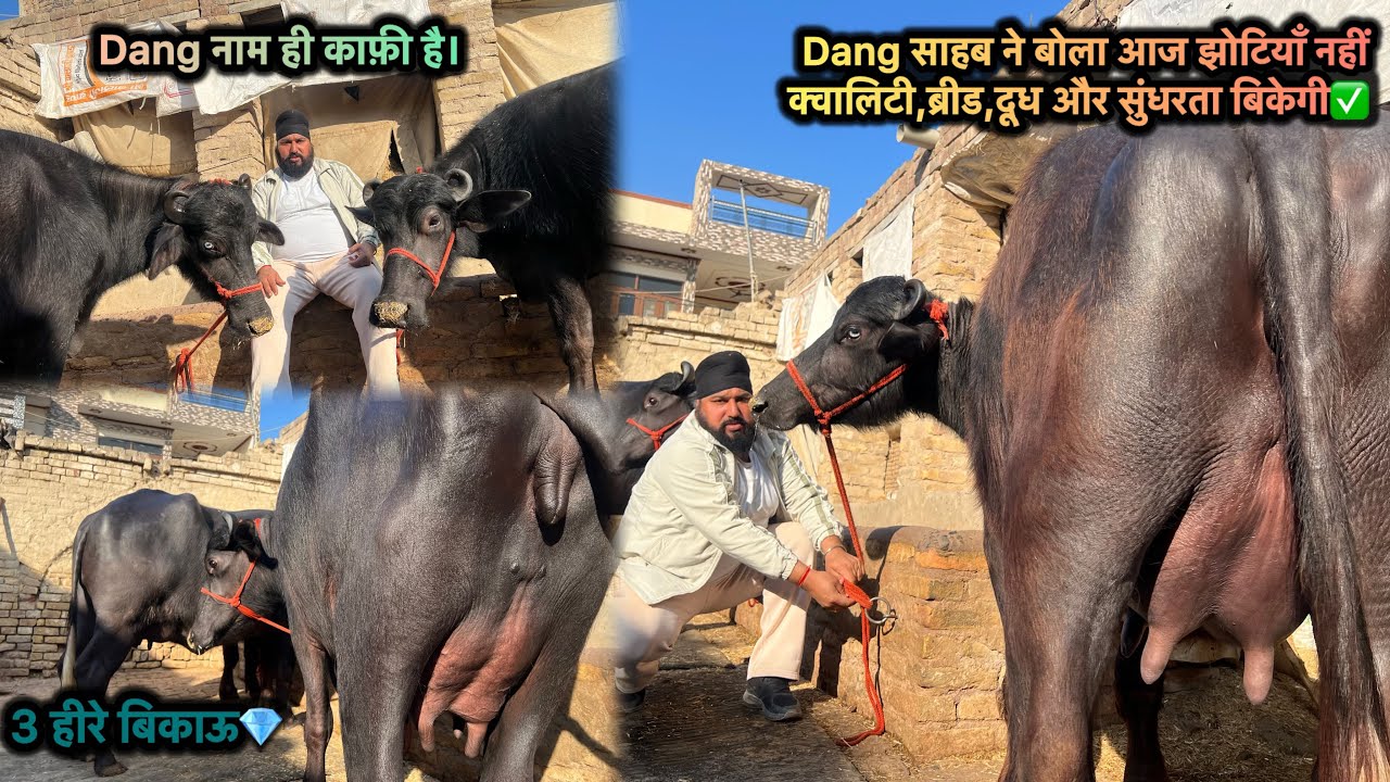 Dang साहब ने बोला आज झोटियाँ नहीं क्वालिट💯ब्रीड,दूध और सुंधरता बिकेगी✅3 झोटियाँ बिकाऊ,तीनों ही पहेलन