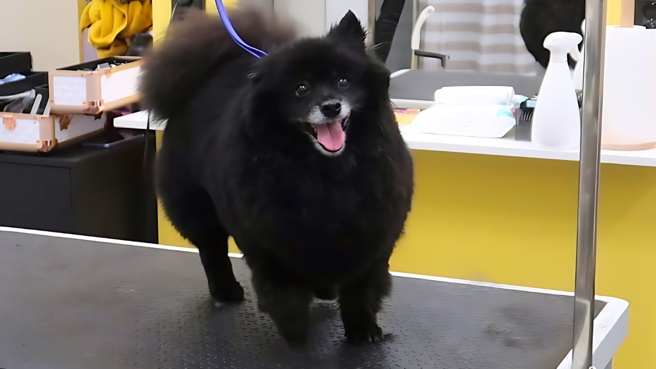 German Spitz Grooming: Bath, Undercoat Removal & Scissor Trim