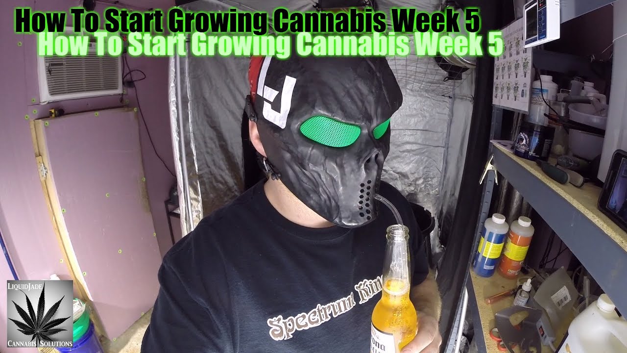 How To Start Growing Cannabis Week 5