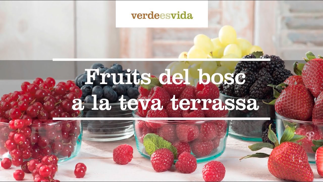 Fruits del bosc a la teva terrassa