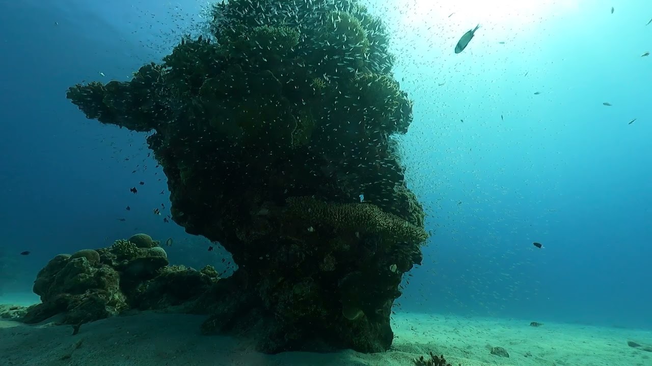 スカシテンジュクダイ群れ！慶良間諸島国立公園