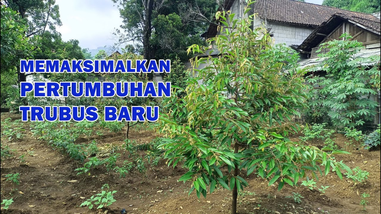 Penyemprotan rutin fase vegetatif untuk memaksimalkan trubus baru