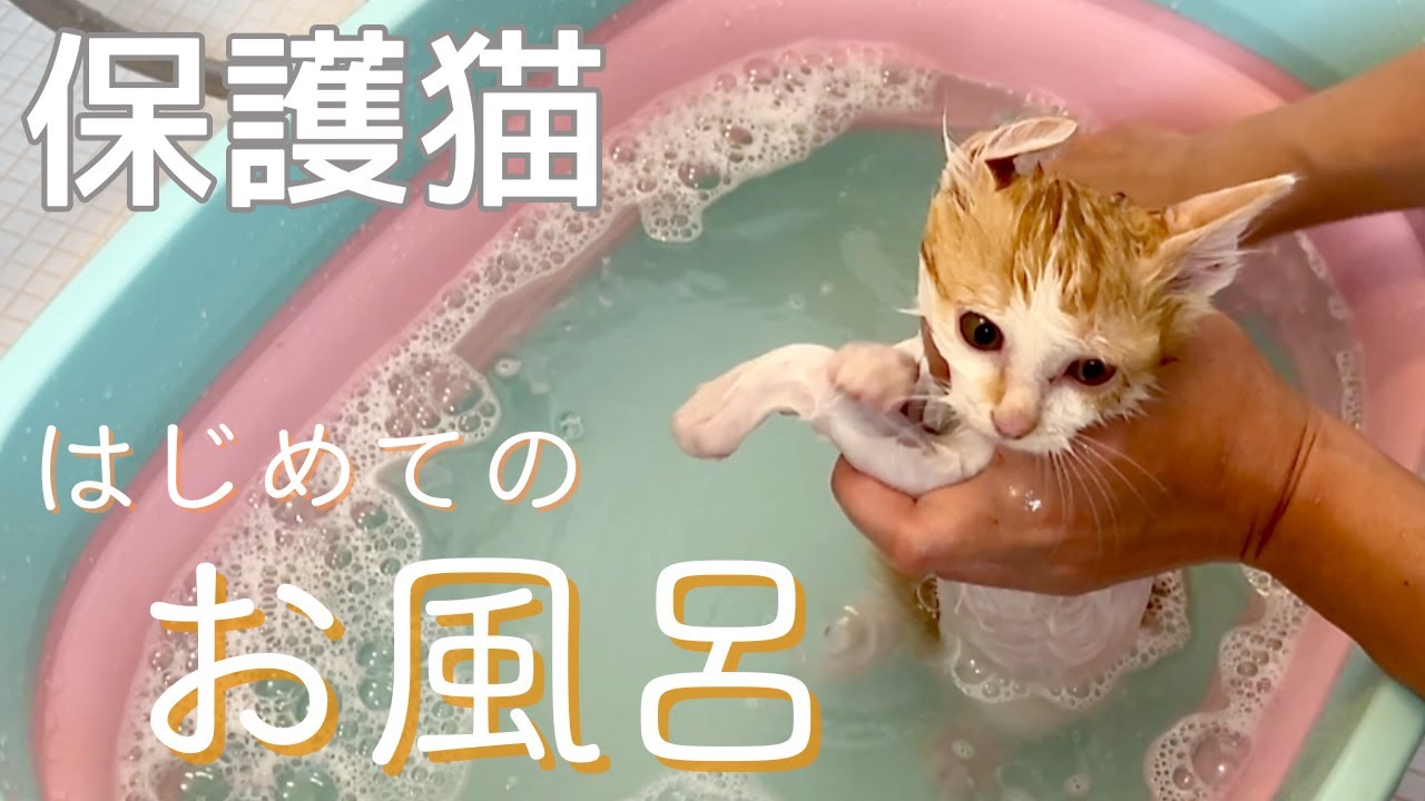 【保護子猫】初めてのお風呂に挑戦！