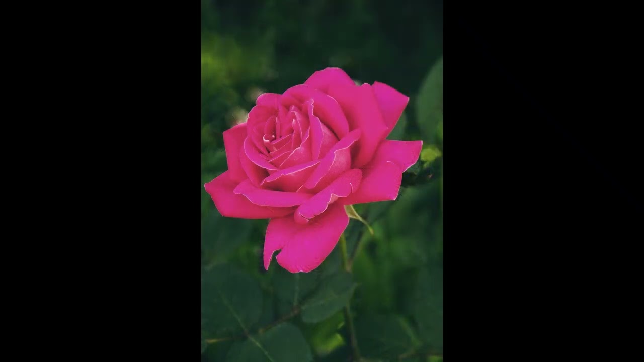 #flowers #etude #flores #music