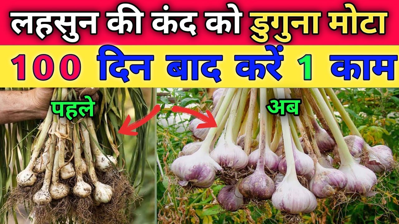लहसुन की खेती में कंद मोटा करने का सबसे आसान और सस्ता तरीका | lahsun ka kand kaise mota karen