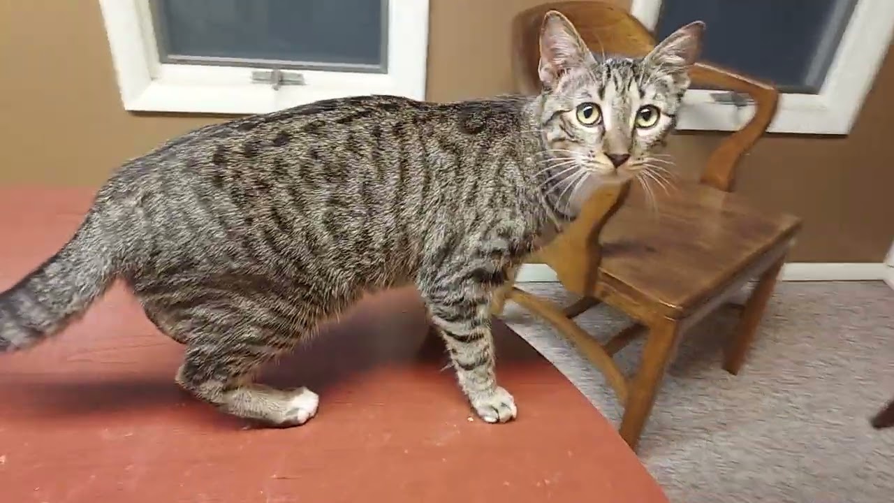 Video of adoptable pet named Cindy brady