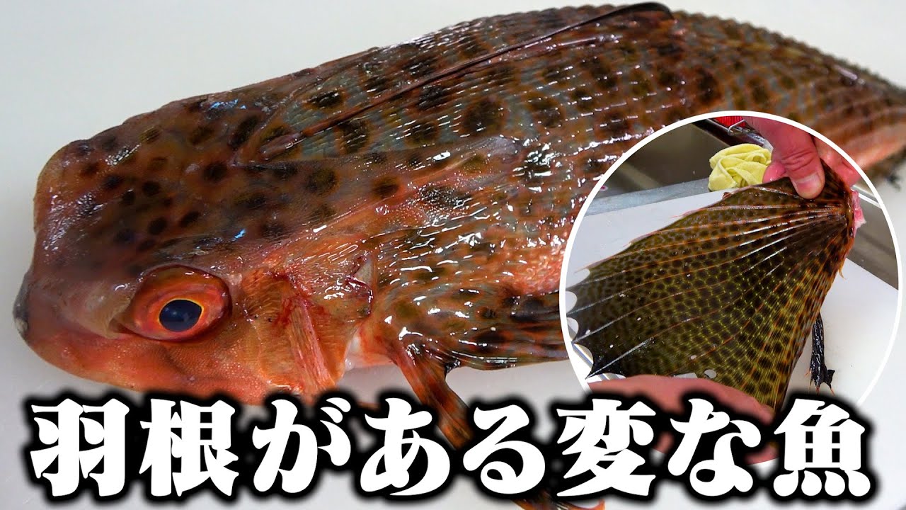 【魚には見えない】羽があるカエルのような魚を捌いていくよ！