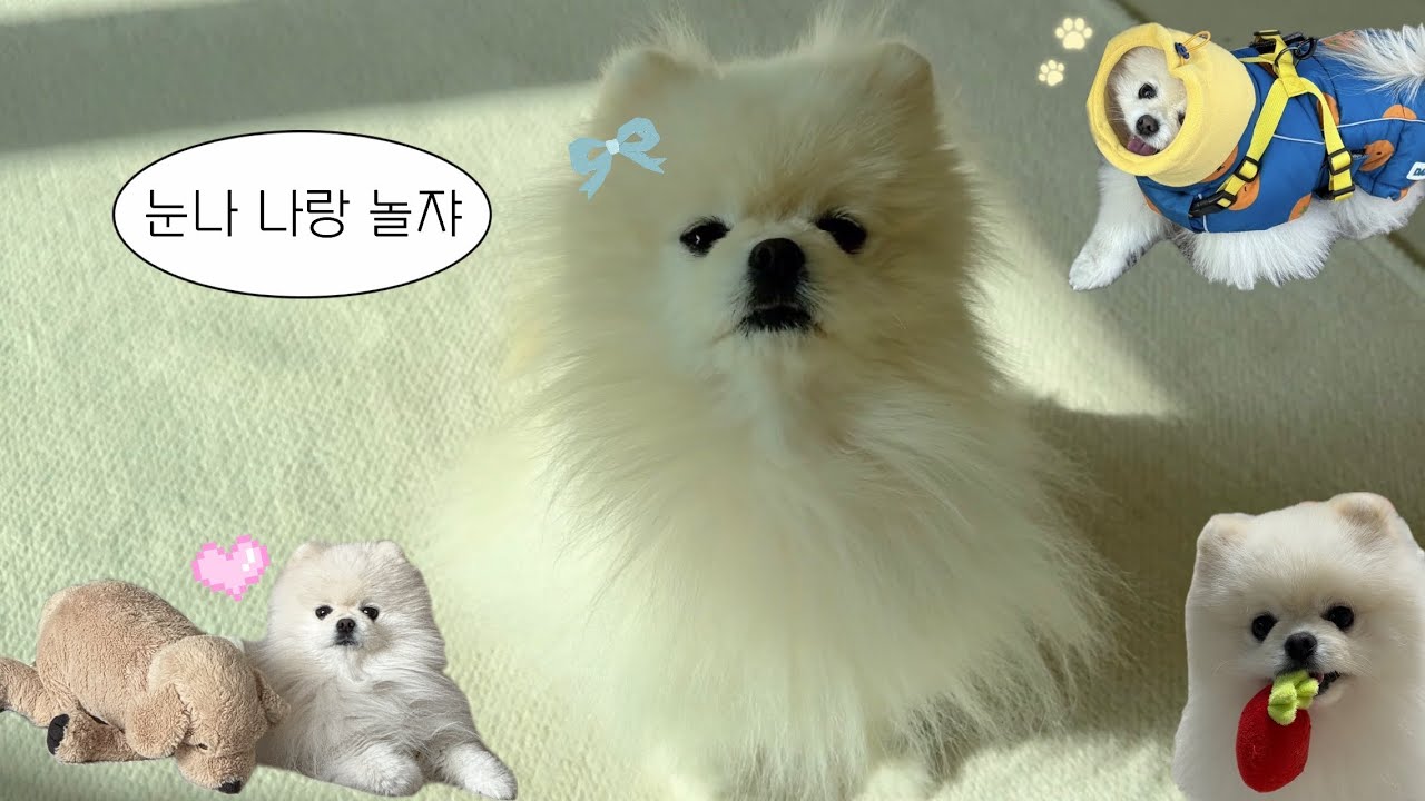 [vlog] 개육아 90%인 일상 브이로그🐶 | 비파티세리 오픈런•한남동 맛집•봄날엔 팝업
