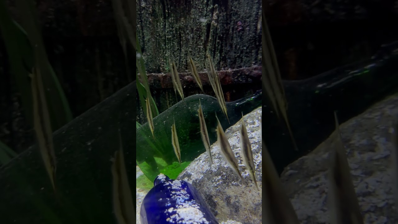 Incredible Vertical Swimmers: The Amazing Razorfish               