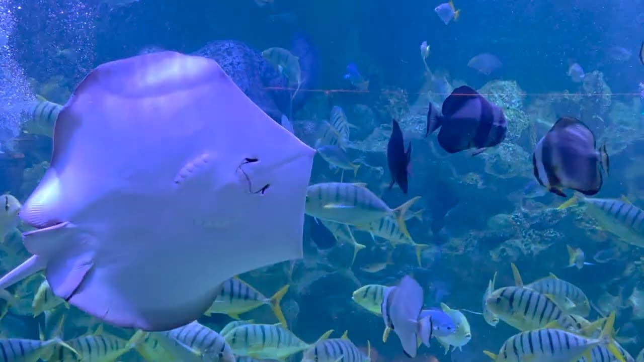 KLCC Aquaria TOUR | Kualalumpur, Malaysia | Travel Vlogs