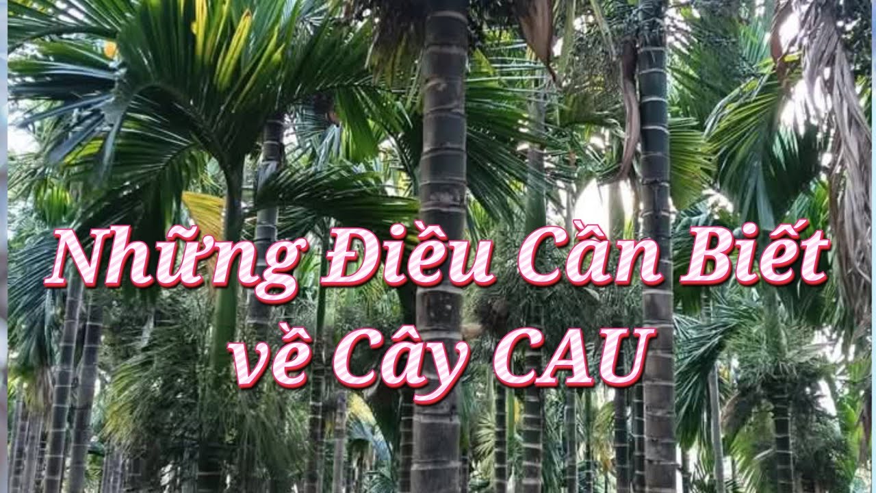 Những điều nhất định phải biết khi bắt đầu trồng Cau #areca #câytrồng #fruit #nôngdânlàmgiàu