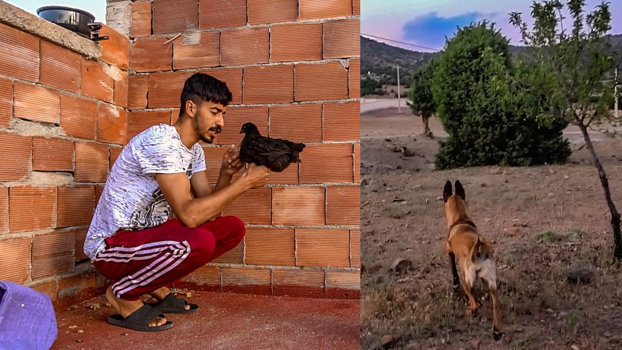 شاخضة نحس