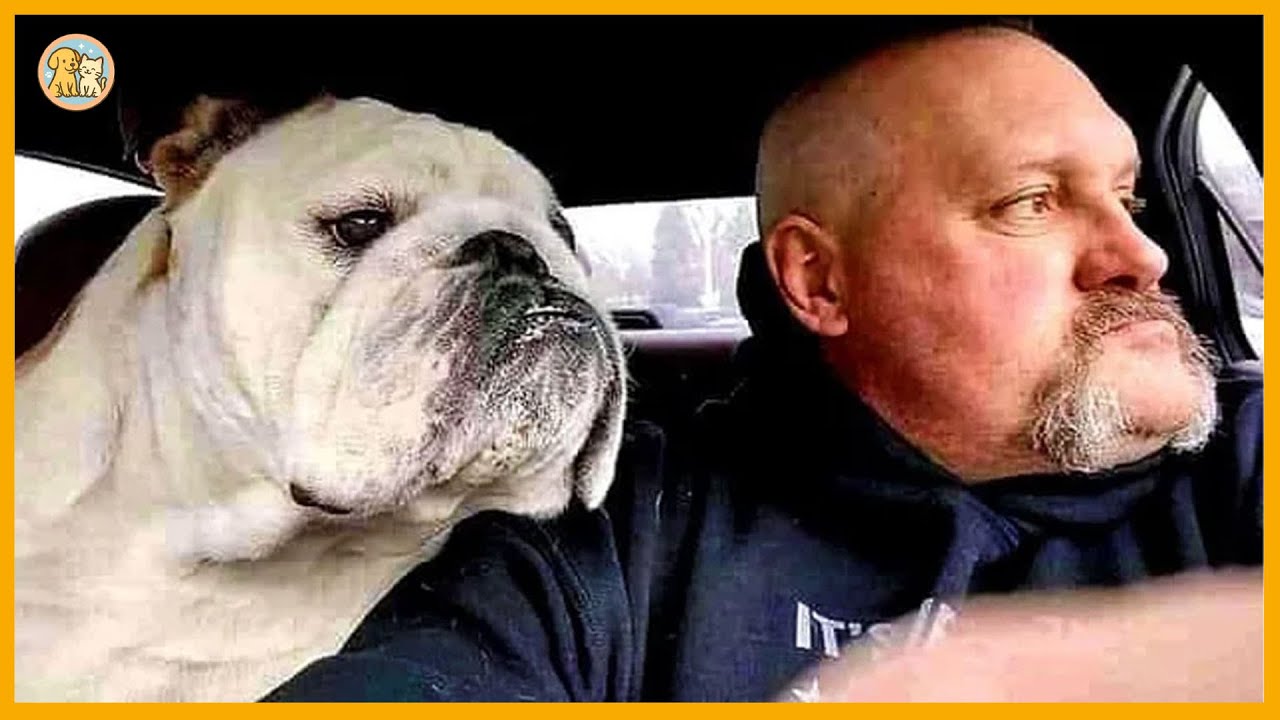 Funny Dog Videos 2026-You’ll laugh so hard you’ll want to get another dog!