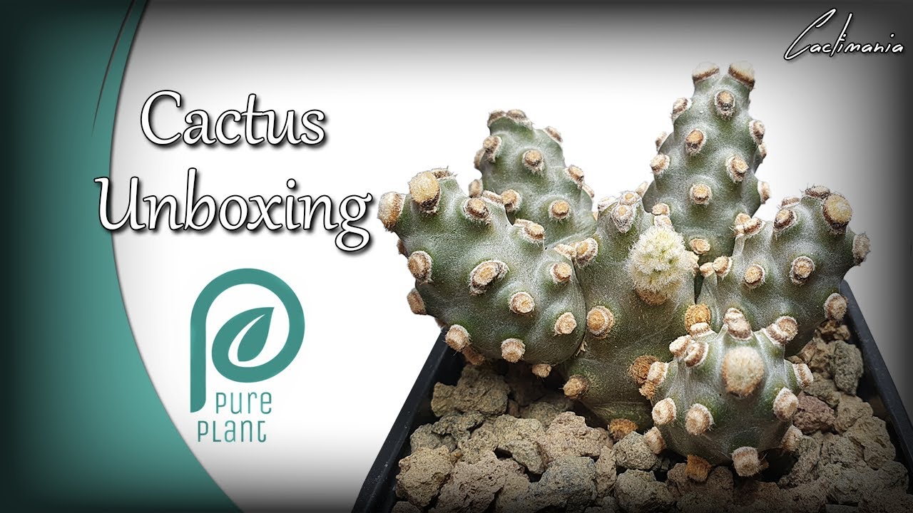 Cactus Unboxing from Pure Plant UK | More Awesome Additions!