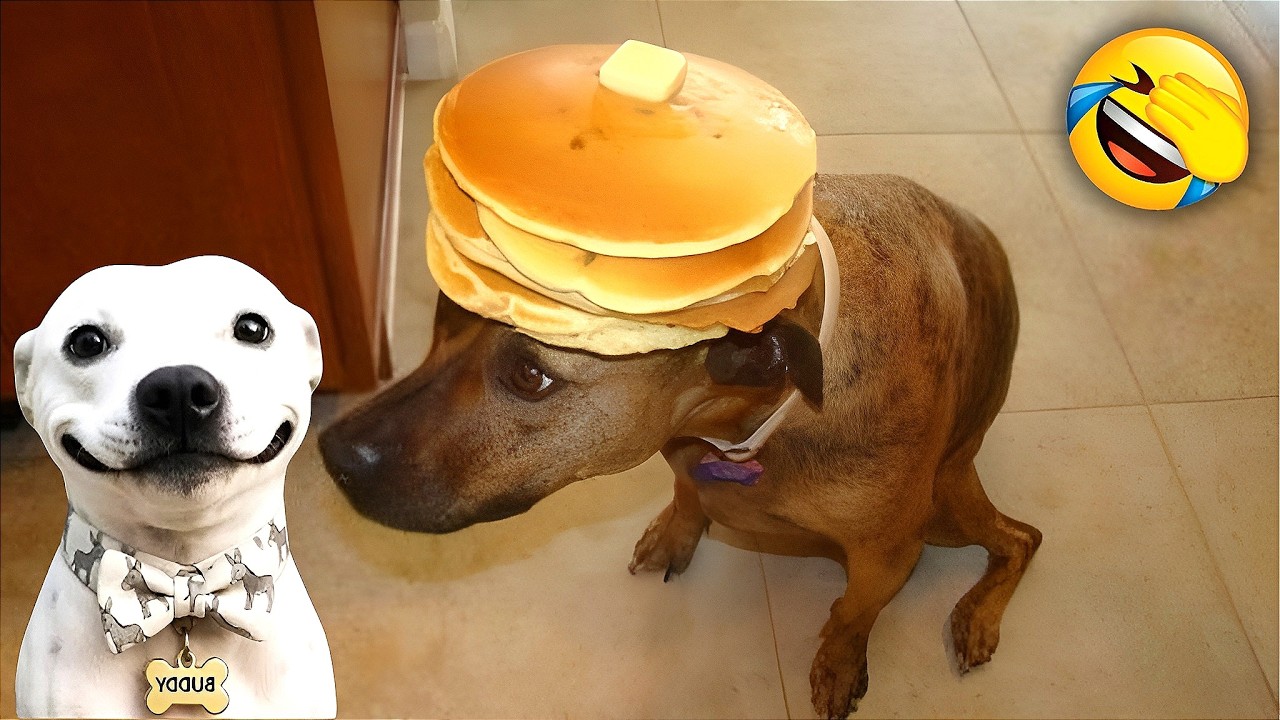 FUNNIEST CATS & DOGS 2026🐾 HILARIOUS YOU LAUGH YOU LOSE WITH ANIMALS🐶🐱