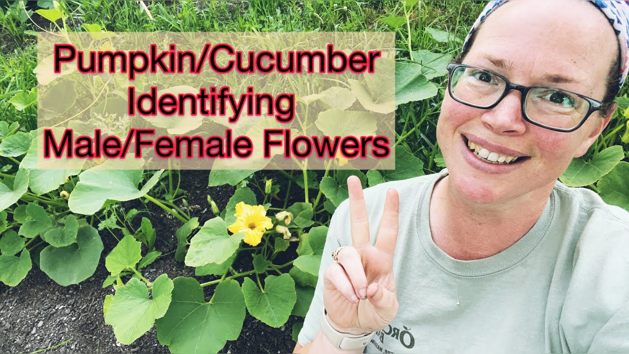 Pumpkin/Squash/Cucumber- How to Identify Male vs Female Flowers