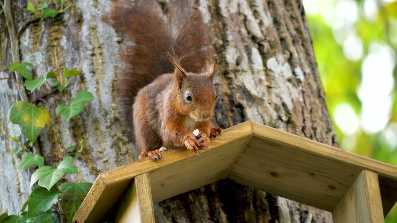 Red Squirrel On A Tree Feeder, No. 2