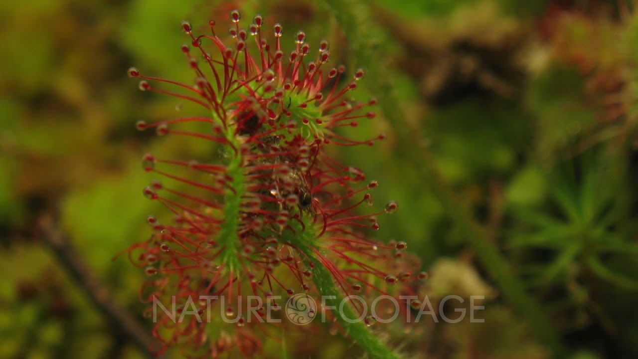 Timelapse Drosera Spatulata Eating An Insect